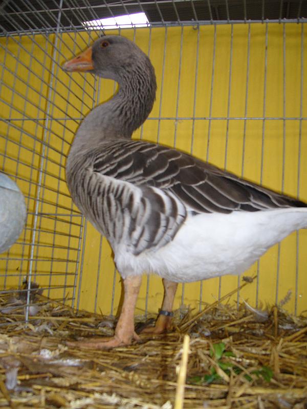 Hannover 2008 159.jpg - Elsässer Gänse von Reinhold Schaub Preis HV 96 VHGW Med.